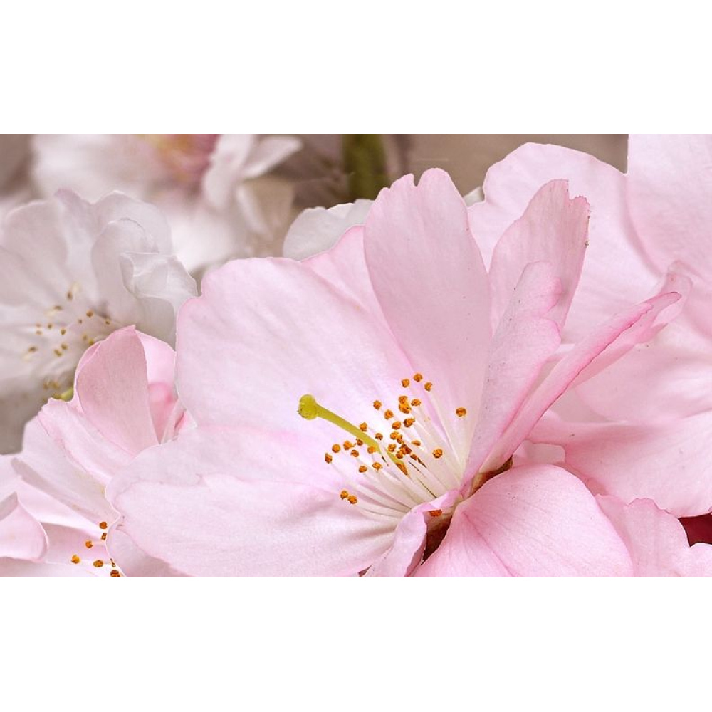 Декоративный массив Belleza Букет розовый 25х40 см (07-00-5-09-01-41-662)