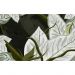 Обои виниловые на флизелине Design Studio 3D Avangard Светло зелёные крупные листья Гладкий песок (AVG-009)
