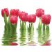 Панно Нефрит-Керамика Фреш Тюльпаны 100х75 см (06-01-1-64-04-21-160-0) компл