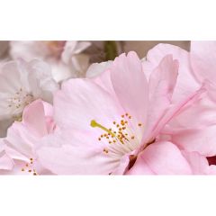 Декоративный массив Belleza Букет розовый 25х40 см (07-00-5-09-01-41-662)