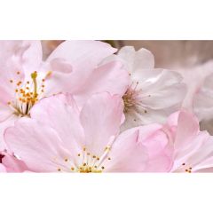 Декоративный массив Belleza Букет розовый 25х40 см (07-00-5-09-01-41-663)