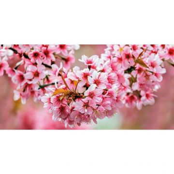 Декор Cersanit (Церсанит) Okka стеклянный Sakura (UG2L072D) 29,7х60 см