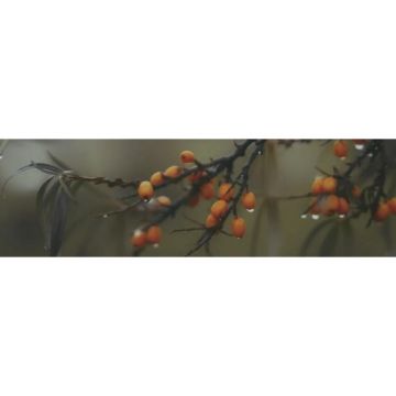 Декор Kerama marazzi (Керама Марацци) Тракай 6 глянцевый 8.5х28.5 см (OS/A118/9016)