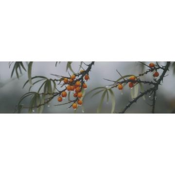 Декор Kerama marazzi (Керама Марацци) Тракай 7 глянцевый 8.5х28.5 см (OS/A119/9016)