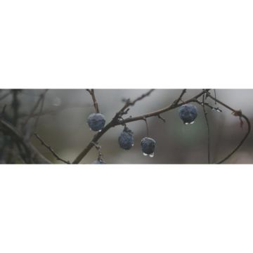 Декор Kerama marazzi (Керама Марацци) Тракай 8 глянцевый 8.5х28.5 см (OS/A120/9016)