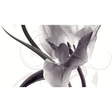 Панно Ceradim (Керадим) Dec Pulsar Panno C КПН16PulsarC 25х45 см