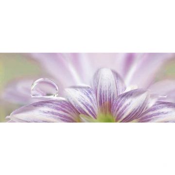 Декор Ceradim (Керадим) Dec Lola 1 КВС17Lola1 20х50 см