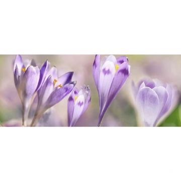 Декор Ceradim (Керадим) Dec Lola 2 КВС17Lola2 20х50 см