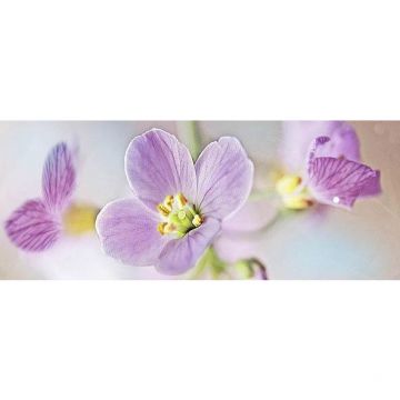 Декор Ceradim (Керадим) Dec Lola 3 КВС17Lola3 20х50 см