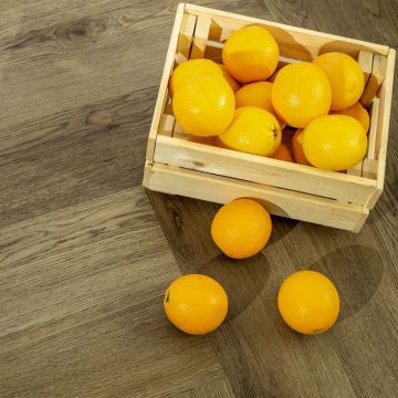 Кварцвиниловая LVT плитка Bronix (Броникс) Kvarr Glue 2,5/43 Церта клеевой (Certa GL)