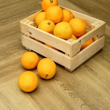 Кварцвиниловая LVT плитка Bronix (Броникс) Kvarr Glue 2,5/43 Тигр Клеевой (Tiger GL)