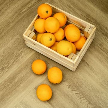 Кварцвиниловая LVT плитка Bronix (Броникс) Kvarr Glue 2,5/43 Тигр Клеевой (Tiger GL)