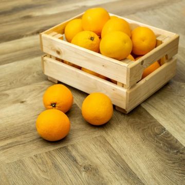 Кварцвиниловая LVT плитка Bronix (Броникс) Kvarr Glue 2,5/43 Моррос Клеевой (Morros GL)