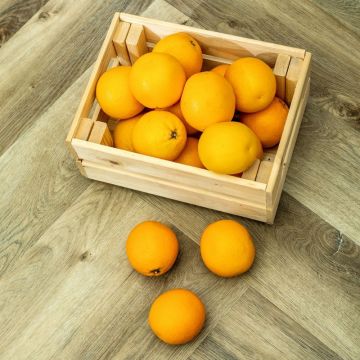 Кварцвиниловая LVT плитка Bronix (Броникс) Kvarr Glue 2,5/43 Моррос Клеевой (Morros GL)