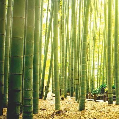 Панно Loymina (Лоймина) Illusion vol. II Scenery 3х4 м (DS 025) м2